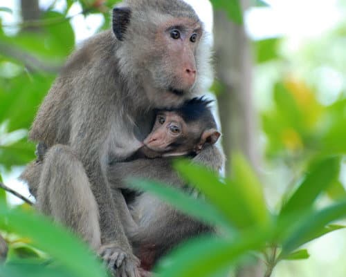 Can Gio Forest and Rung Sac